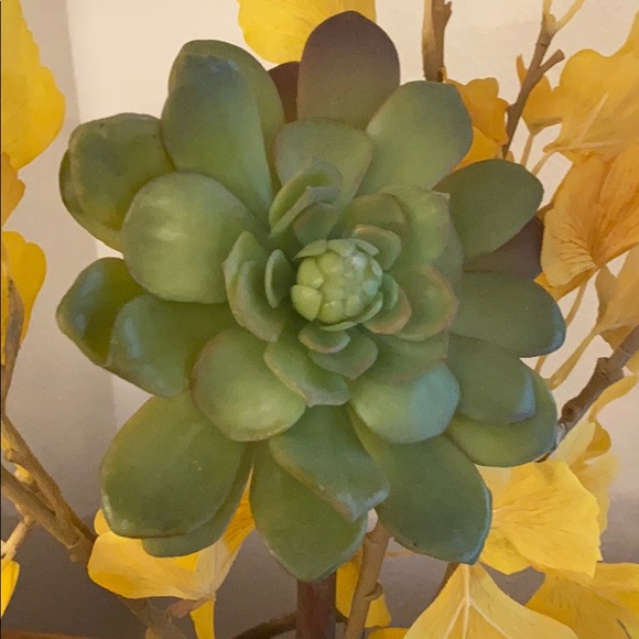 Meet your Posher, Sol - Picture 1 of 1